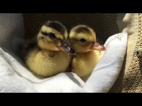 Patitos cansados ​​se duermen con un sombrero