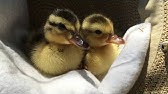 Baby duck can't stay awake - YouTube