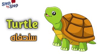 نطق كلمة Turtle سلحفاه 🗣️ #إزاي_تنطقها_صح ✔️