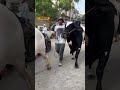 Sarfaraz Ahmed’s Love for Sacrificial Animals | Seen Bathing &amp; Walking Animals in Streets