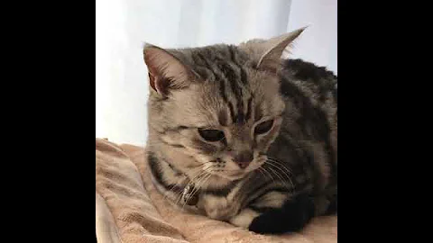 Watch the video about Funny and Cute Cat Video Compilation_ _Do Subscribe #short #cutecatvideo #cute_cat_video