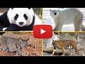 🐒7 Animales En PELIGRO de EXTINCIÓN (2021) 🐘 ESPECIES De ANIMALES En PELIGRO (2021)🐗