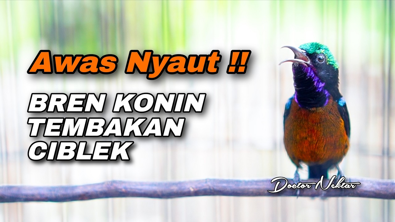 MASTERAN BREN MEWAH KONIN GACOR FULL ISIAN CIBLEK PANJANG COCOK UNTUK TEMBAKAN KOLIBRI NINJA