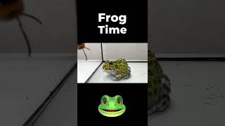 Frogs are scared of wasps!　 #frogtime
