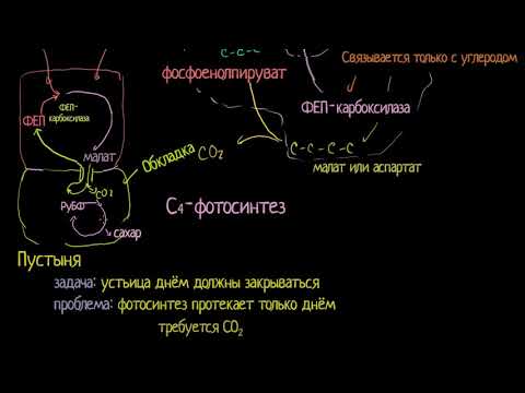 Видео: Что такое растения CAM и в чем их преимущество?