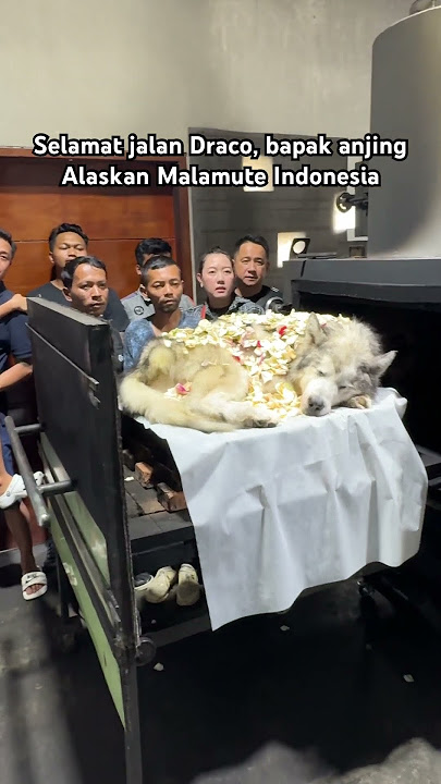 Proses Kremasi Draco Bapak Alaskan Malamute Indonesia