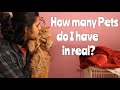 HOW MANY PETS DO I HAVE? | Wildly Indian