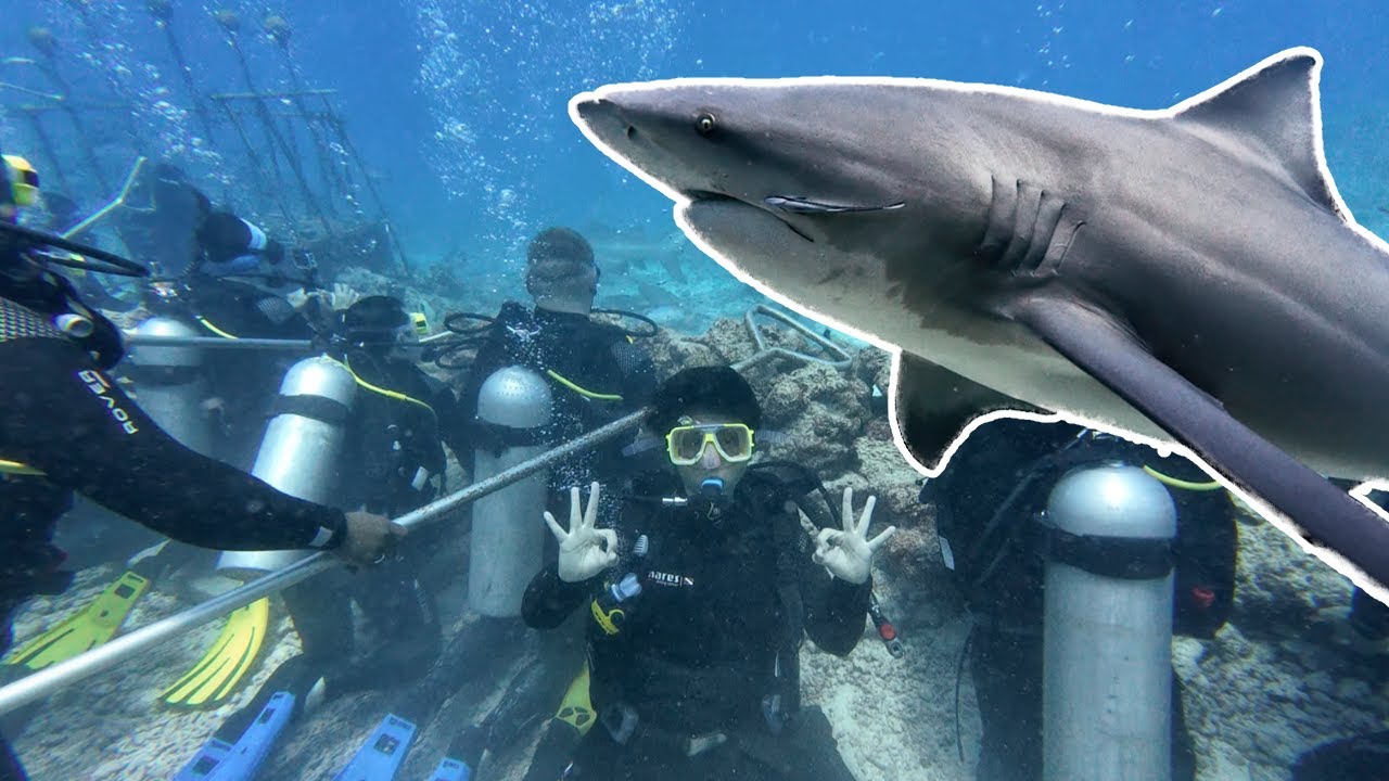 Bull Shark Dive WITHOUT Dive Certification! Can you believe it?!