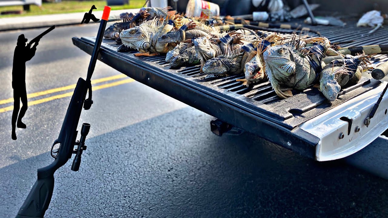 How to catch Iguanas With AIR RIFELS & SLINGSHOTS In SouthFlorida