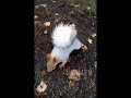 Бугульминка Жанна Азорова поделилась своим очень милым видео с белкой