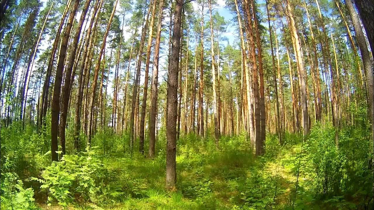 лес шумит дружней когда деревьев много смысл. шум в лесу. лес шумит дружней. лес шумит. русский лес березовая роща.