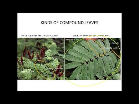 HOW TO IDENTIFY PLANTS - LEAF ANATOMY AND MORPHOLOGY