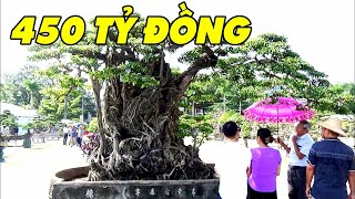 Khách Nước Ngoài Trả 450 Tỷ Không Bán, Bộ 3 Cây Cảnh Đắt Nhất Việt Nam