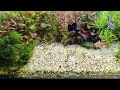 Aquarium Live Stream🐠🎏💦