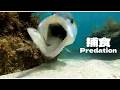 水中捕食映像集 第2弾｜Underwater Predation Scenes（Created with Generative Software）
