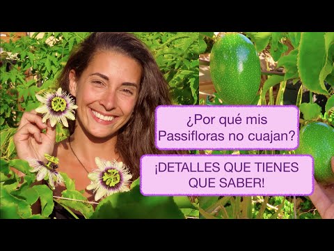 Video: Pudrición de la fruta de la flor de la pasión - Razones para la podredumbre de la fruta de la pasión en las plantas