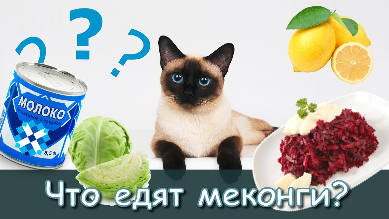 Лимон, сгущёнка, чеснок - что едят кошки? - YouTube