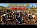 MSAJIWA MANG OMBE WAKULIMA 0617329149 Msambazaji Jileka Mapanda TV 2026 
