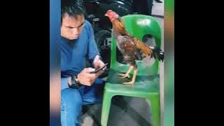 VIRAL!!! ANTONI DI TUDUH PAKAI AYAM ORANG SAAT MELAWAN AJI PASARIBU ??