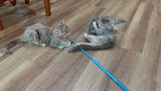 Famous Video of adoptable pet named *Razzle-Dazzle Profile
