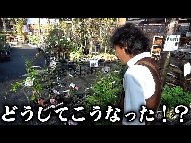 めんくん様 Ah, I see. [Carmen] [Horticulture] [Gardening] - YouTube