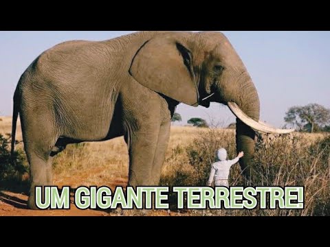 ELEFANTE-AFRICANO | O MAIOR ANIMAL TERRESTRE VIVO! 🐘