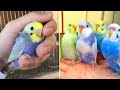 Smart And Funny Parrots Parrot Talking Videos Compilation #11 Super Parrots