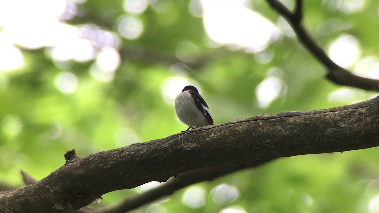 Semi-collared Flycatcher near Lake Kerkini Greece 30th April 2018 