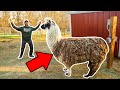 I Bought a GIANT LLAMA for My Backyard Farm!!! (Bad Idea)