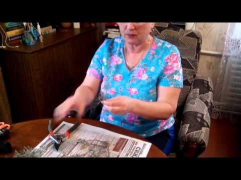 Вечнозеленый, полезный кустарник лаванда | Размножение