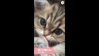 具合の悪い飼い主さんに【元気になぁれのおまじない♪】 疲れた体にニャンコの優しさが染み渡る〜！