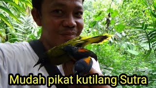 Mudah pikat burung kutilang sutra