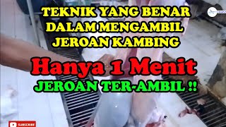 Cara pengambilan jeroan kambing yang benar