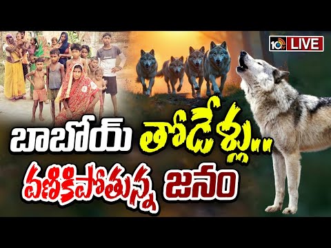 LIVE: బాబోయ్ తోడేళ్లు.. వణికిపోతున్న జనం | Lupine Tragedy In Bahraich | Uttar Pradesh | 10TV News - 10TVNEWSTELUGU