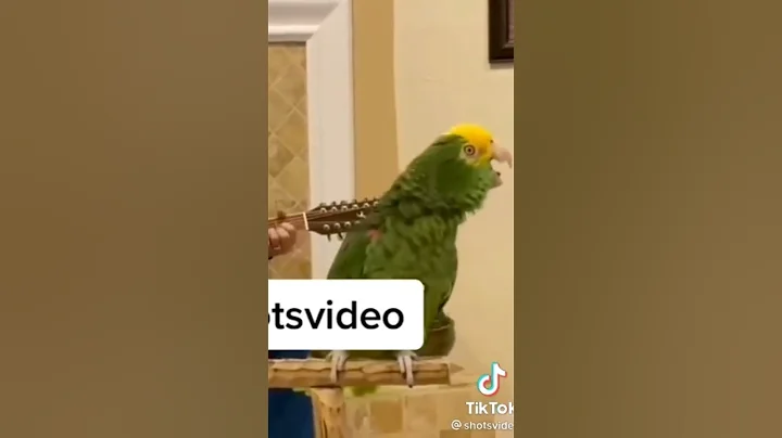 beautiful bird voice