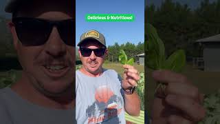 Delicious & Nutritious Baby Greens