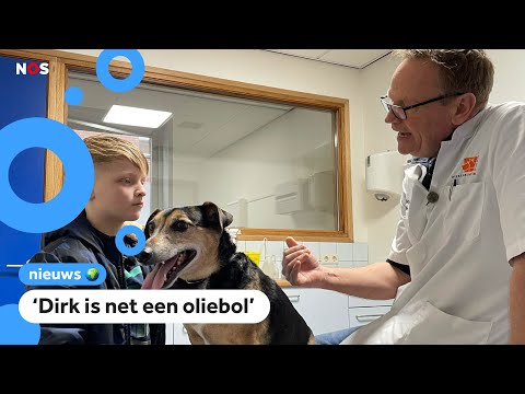 Video: Is uw huisdier zwaarlijvig?