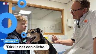 Bijna de helft van de huisdieren is te dik