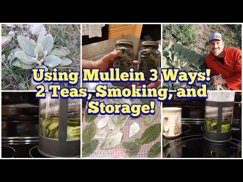 Video: Penggunaan Herbal Mullein: Cara Menggunakan Tanaman Mullein Di Kebun