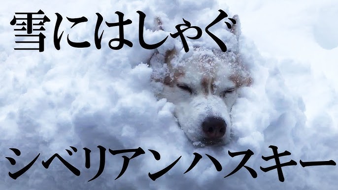 シベリアンハスキー 雪山を走る Youtube シベリアンハスキー 雪山を走る Youtube