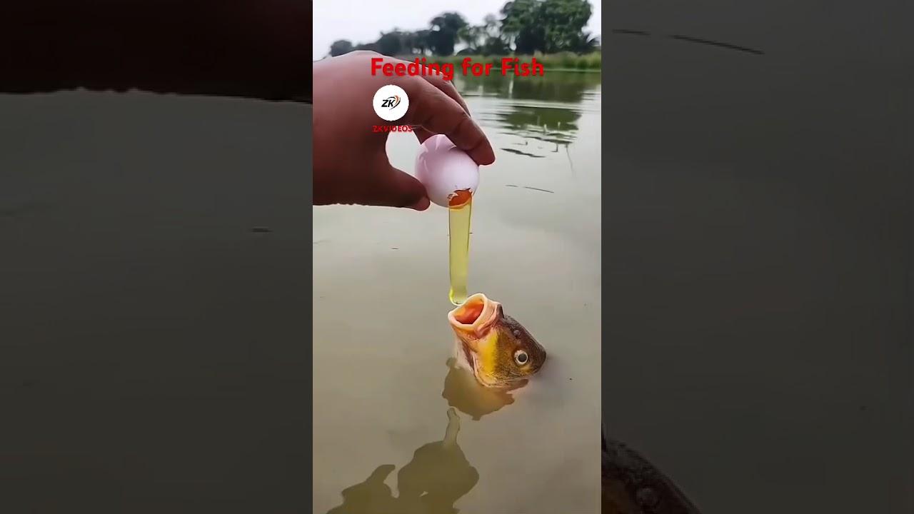 Feeding For Fish 
