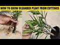 How to grow oleander plant from cuttings | you can grow oleander from this cuttings method