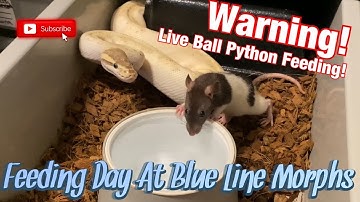 ⚠️Warning Live Ball Python Feeding⚠️ Lots Of Strikes! One Of The Best Feeding Days In A Long Time!
