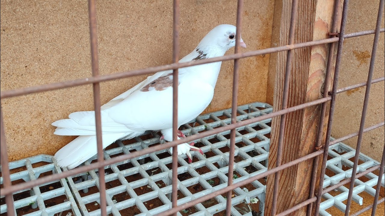 Bugünün İlk Misafiri Alâ Mardin 