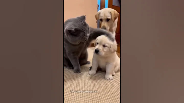 Video 11895551: british shorthair, cats dogs