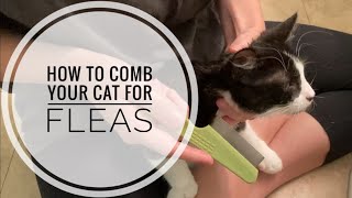 How to Comb Your Cat for Fleas and Remove Fleas Safely