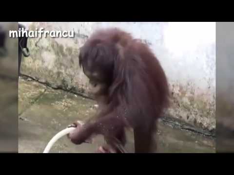 Download En iyi 10 komik maymun videosu Derleme 2016-YENİ HD(Top 10 Funny Monkey Videos Compilation 2016 -NEW Mp3 and Video En iyi 10 komik maymun videosu Derleme 2016-YENİ HD(Top 10 Funny Monkey Videos Compilation 2016 -NEW