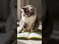 Kitty cat 🐈 tells a story | bedtime tales #children #petlovers
