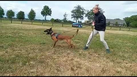 Viper zoon Ivo III X Steffie 4