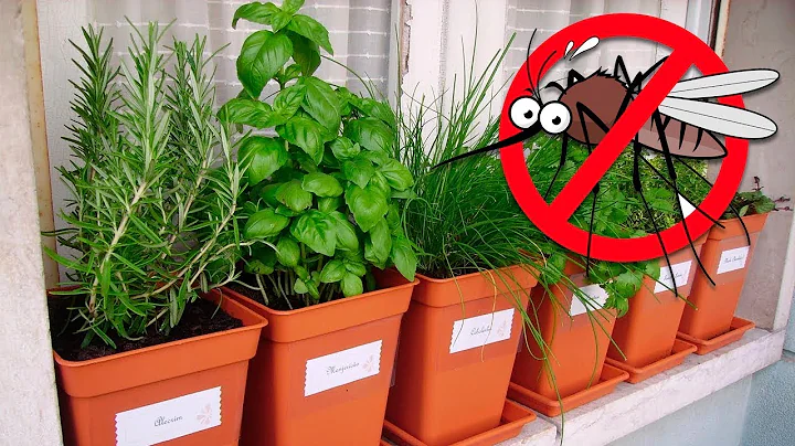 7 Plants That Repel Mosquitoes and Other Insects - DayDayNews
